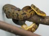 Python timoriensis2.jpg