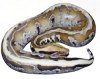 Python breitensteiniSTRIPED.jpg