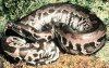 Python curtus1.jpg