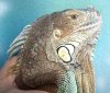 iguana cabezaJPG.JPG