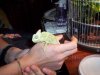 Camaleon 015.jpg