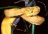 Bothrops schlegeli.jpg