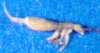 collembola1.jpg