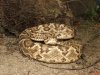 crotalus.jpg