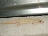 gecko.jpg
