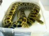 Green x Yellow Anaconda.jpg