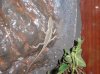 anolis.JPG