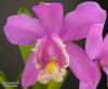 Cattleya_harrisoniana.jpg