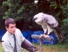 harpy_eagle_.jpg