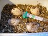 huevos de mi Rhinoclemmys pulcherrima manni 1.jpg