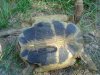 testudohermanniboett.jpg