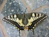 Papilio machaon 2 (Small).JPG