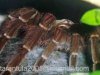 Theraphosa blondi 3.JPG