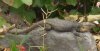 lagarto12.jpg