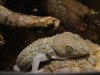 Gecko-tokay.jpg