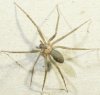 brown-recluse..JPG