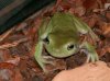 litoria.JPG