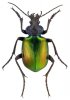 ColepteroFauna3.jpg