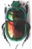 ColeopteroFauna3.jpg