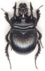 ColeopteroFauna3.jpg
