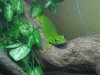 phelsuma 007.jpg