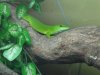phelsuma 008.jpg