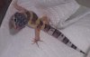 geck.JPG