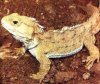 tuatara.jpg