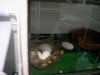 piotn real hemb. terminando de poner huevos.JPG