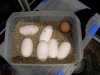 huevos piton real comp. gallina.JPG