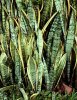 Sansevieria.jpg