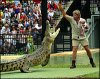 steve_irwin,0.jpg