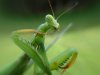 Mantis.JPG
