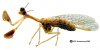 mantis1b.jpg