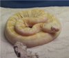 Spain_AlbScalelessRattler2.jpg