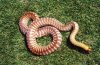WOMA%20BREEDER%20F%201.jpg