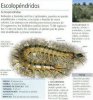Escolopendras.jpg