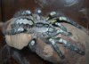 Poecilotheria regalis.jpg