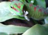 Phelsuma.jpg