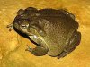 Bufo alvarius Girard 02.jpg