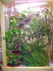 terrario.JPG