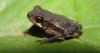 Bufo cavifrons 01.jpg