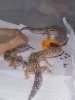gecko 1.JPG