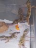gecko 2.JPG