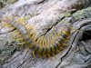escolopendra1.jpg