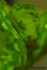 Morelia viridis adulto.jpg