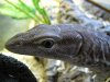 varanus tritis 3.JPG