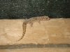 GECKO.JPG