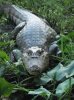 caiman.JPG