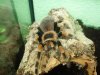 B.Smithi.JPG